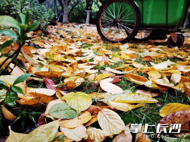 11月的第一天长沙阴天、小雨随机切换间隙,偶有阳光“探头”。 长沙晚报全媒体记者 舒元臻摄 11月的第一天长沙阴天、小雨随机切换间隙,偶有阳光“探头”。 长沙晚报全媒体记者 舒元臻摄