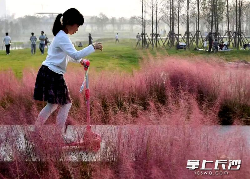 打卡大泽湖湿地公园，秋日自然疗愈正当时。均为长沙晚报全媒体记者 贺文兵 摄