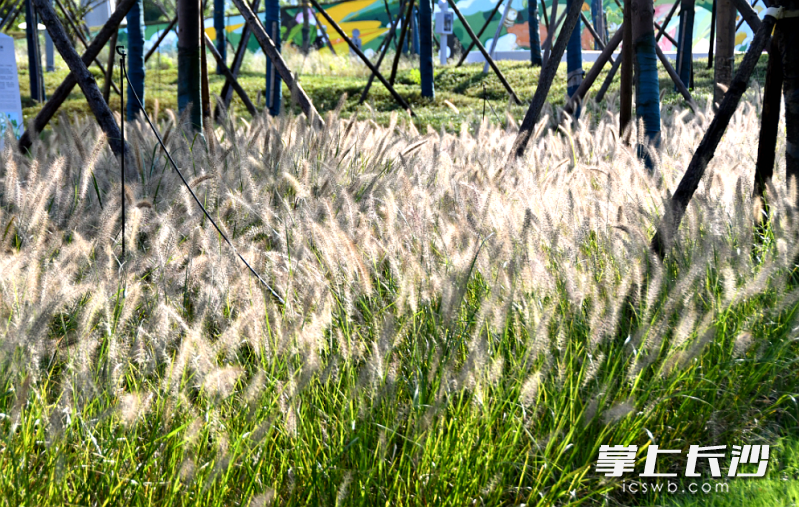 狗尾巴草已开花。