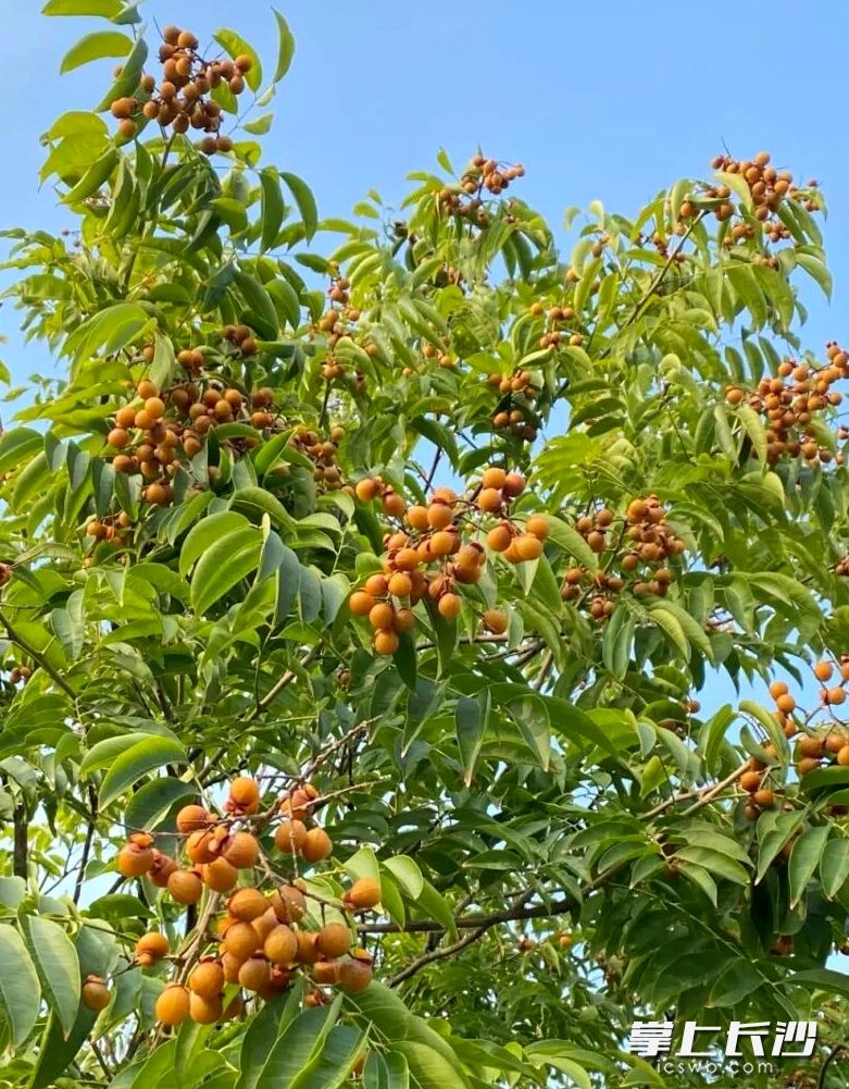 乌桕正值最佳观赏期。