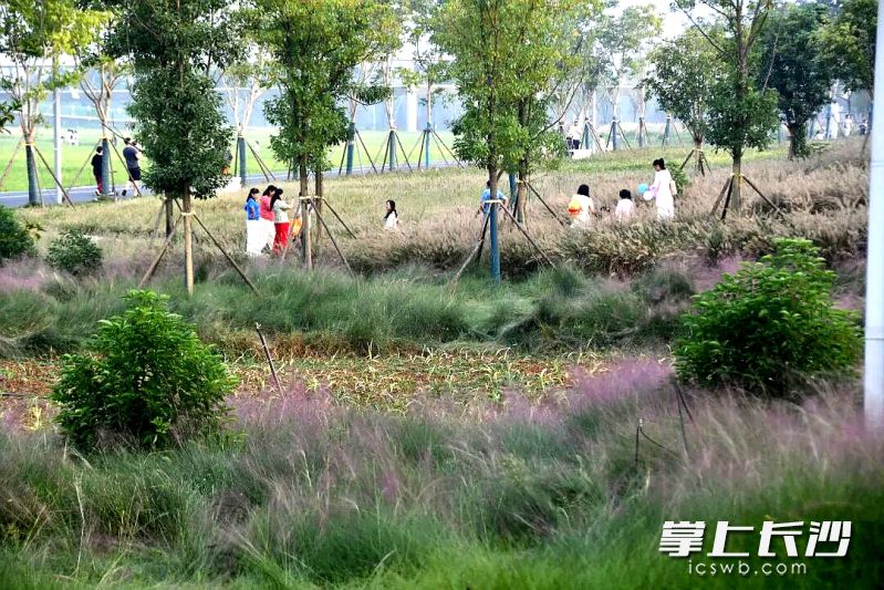 不少人专程前来将这抹“粉色梦境”装进秋日相册。