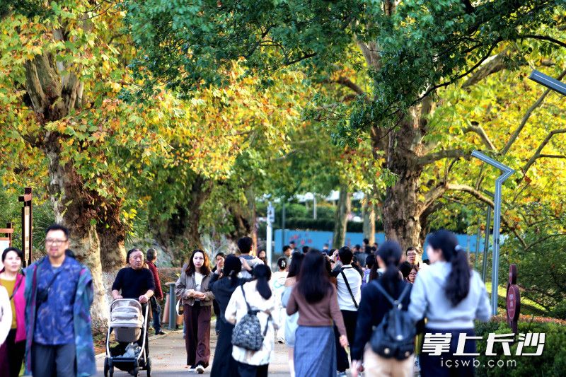 落日余晖洒落林间，黄叶与晚霞相映成趣，湖南烈士公园又开启秋天赏枫打卡好时光。 均为长沙晚报全媒体记者贺文兵摄