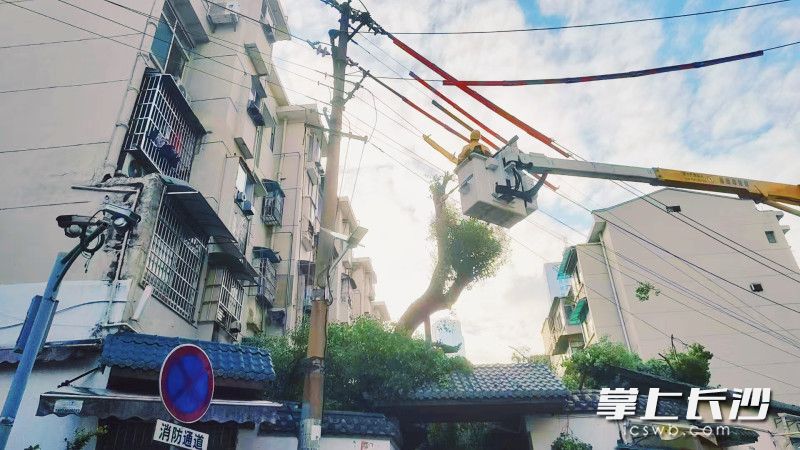 电力工人使用激光精准切除触线枝干。通讯员供图