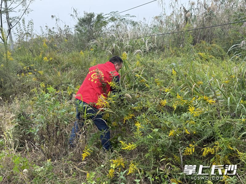志愿者们正忙着拔除一大片茂盛密集的加拿大一枝黄花。 均为长沙晚报全媒体记者黄汝兮摄 志愿者们正忙着拔除一大片茂盛密集的加拿大一枝黄花。 均为长沙晚报全媒体记者黄汝兮摄