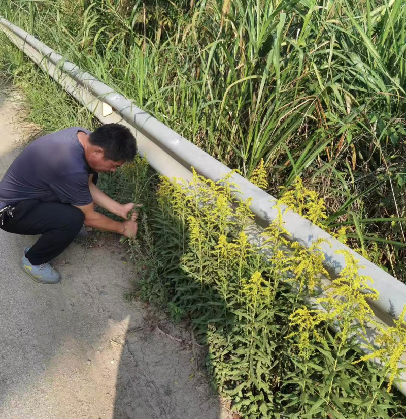 浏阳市文家市镇工作人员清楚外来入侵物种“一枝黄花”。