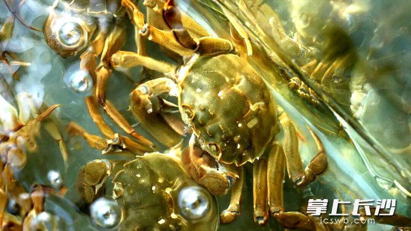 一只只青壳白肚的清水蟹膏肥黄满。均为长沙晚报通讯员 叶鑫 摄 一只只青壳白肚的清水蟹膏肥黄满。均为长沙晚报通讯员 叶鑫 摄