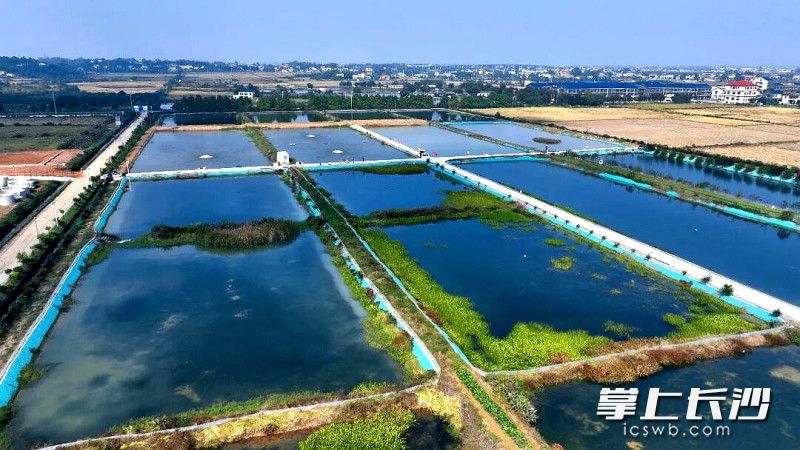 100多亩清水蟹产量达一万多斤。 100多亩清水蟹产量达一万多斤。