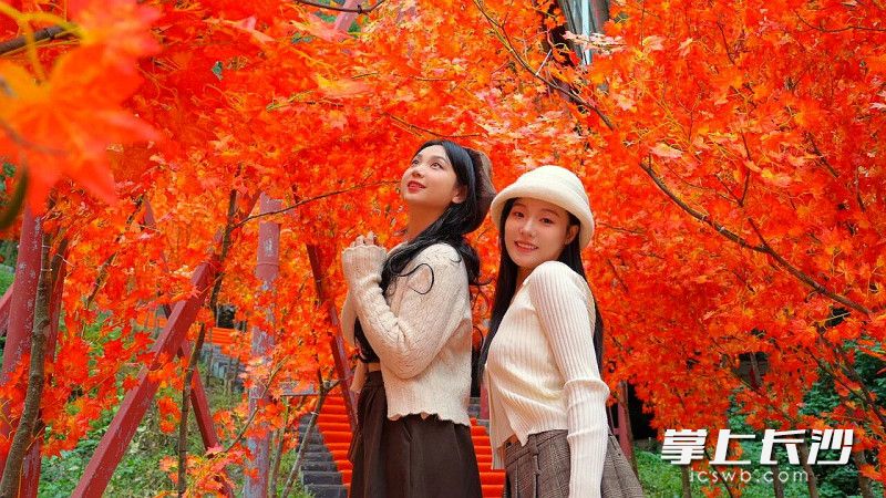 石燕湖景区的红枫“隧道”凭借绝美景致，吸引不少游客争相打卡。 均为长沙晚报全媒体记者贺文兵摄