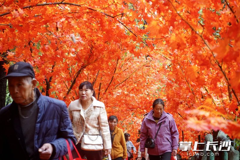 游客在红枫“隧道”里穿行。