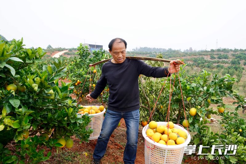 李学文满心欢喜地挑着脐橙下山。 李学文满心欢喜地挑着脐橙下山。