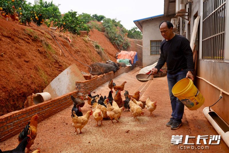 合作社探索出“果林+林下经济”的立体发展模式,果园散养的土鸡成为食客们追捧的“乡土美味”。 合作社探索出“果林+林下经济”的立体发展模式,果园散养的土鸡成为食客们追捧的“乡土美味”。