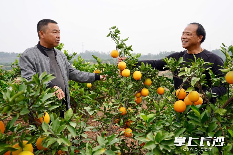 在金胜水果种植专业合作社负责人李学文(右)的精心打理之下,昔日荒山变成了硕果累累的脐橙园。 均为长沙晚报全媒体记者张禹、通讯员段华良摄 在金胜水果种植专业合作社负责人李学文(右)的精心打理之下,昔日荒山变成了硕果累累的脐橙园。 均为长沙晚报全媒体记者张禹、通讯员段华良摄