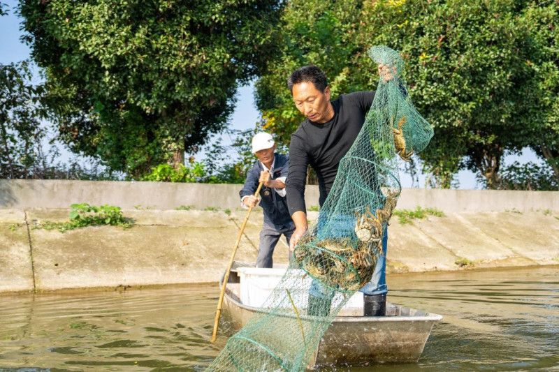 蟹农收获大闸蟹
