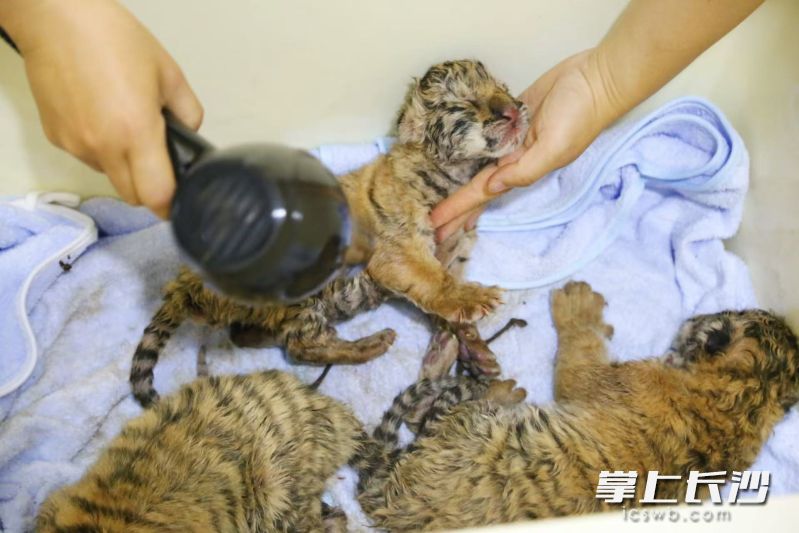 保育员细心地将刚出生的虎崽们身上的毛发吹干。 均为长沙生态动物园供图 保育员细心地将刚出生的虎崽们身上的毛发吹干。 均为长沙生态动物园供图