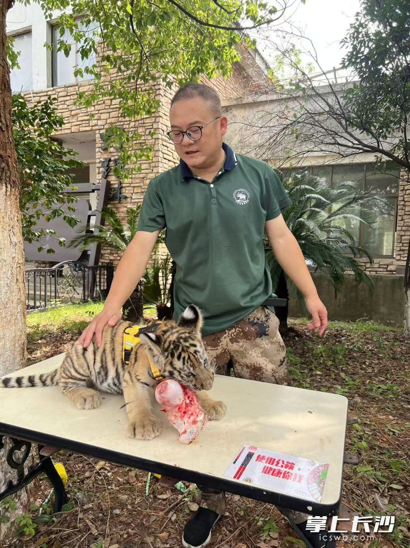 保育员带小虎崽到室外锻炼进食。 保育员带小虎崽到室外锻炼进食。