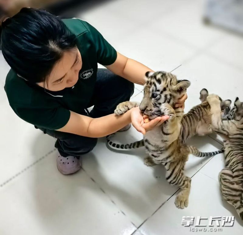 保育员经常带着小虎崽搞运动,帮助它们健康成长。 保育员经常带着小虎崽搞运动,帮助它们健康成长。