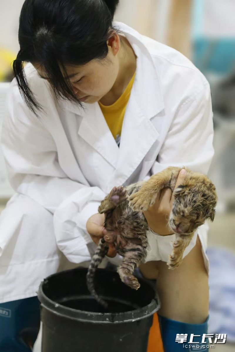 保育员用手对虎崽进行人工刺激帮助排便。 保育员用手对虎崽进行人工刺激帮助排便。