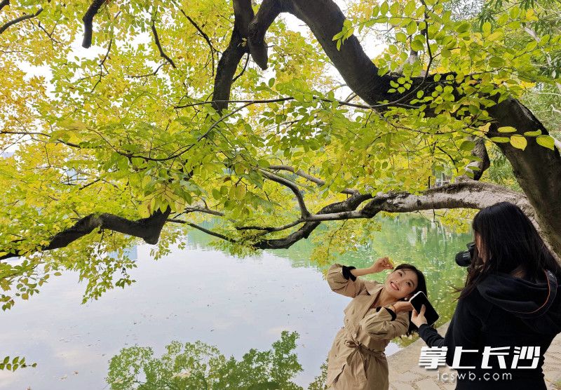 树叶渐黄秋阳正暖，市民在年嘉湖畔拍照打卡。 均为长沙晚报全媒体记者贺文兵摄