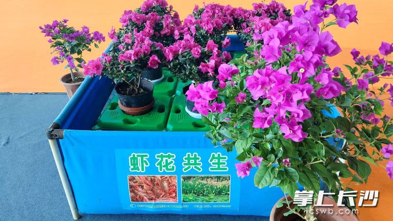 虾花共生。 虾花共生。