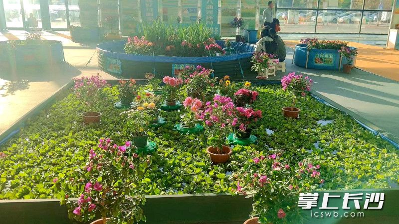 水上田园搬进农博展厅。均为长沙晚报全媒体记者贺文兵摄 水上田园搬进农博展厅。均为长沙晚报全媒体记者贺文兵摄