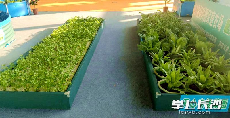 翠绿蔬菜长势喜人。 翠绿蔬菜长势喜人。