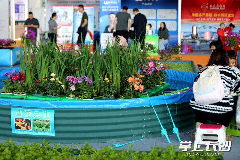 家庭种植的迷你套装。 家庭种植的迷你套装。