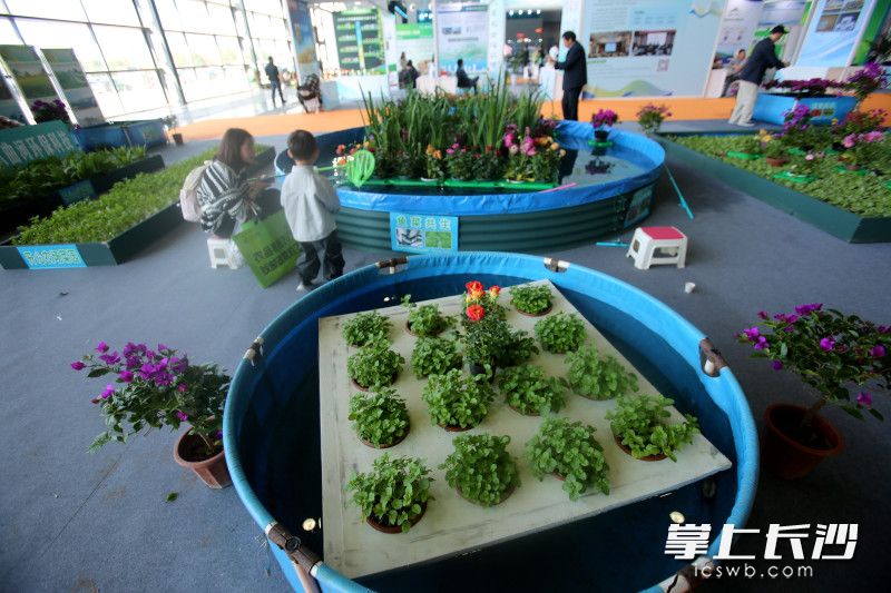 环保塑材拼接浮床,搭配特制水上种植。 环保塑材拼接浮床,搭配特制水上种植。