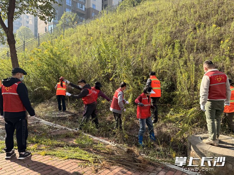 社区志愿者集中铲除“加拿大一枝黄花”。 均为长沙晚报通讯员易芳摄
