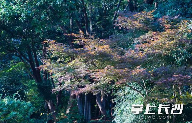 接下来五天长沙天气变化明显。