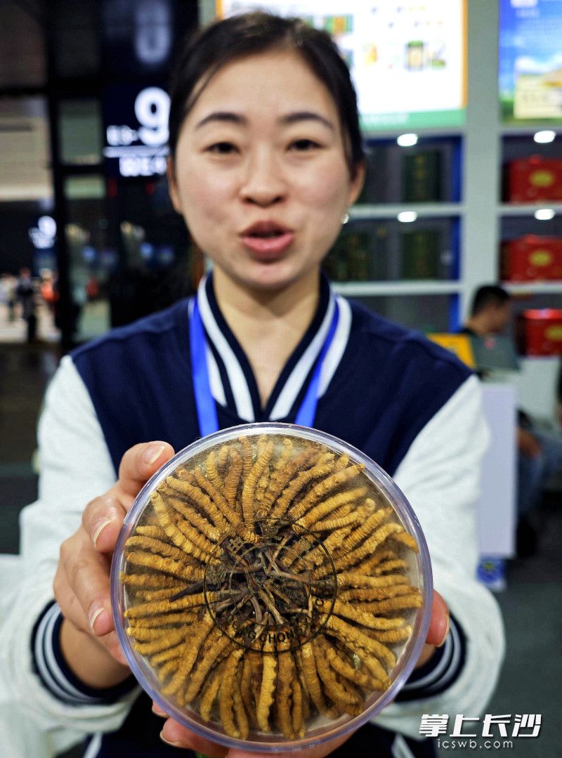 山南虫草。 山南虫草。