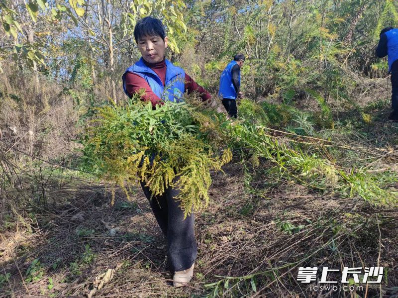 环保志愿者在行动。均由通讯员 供图。