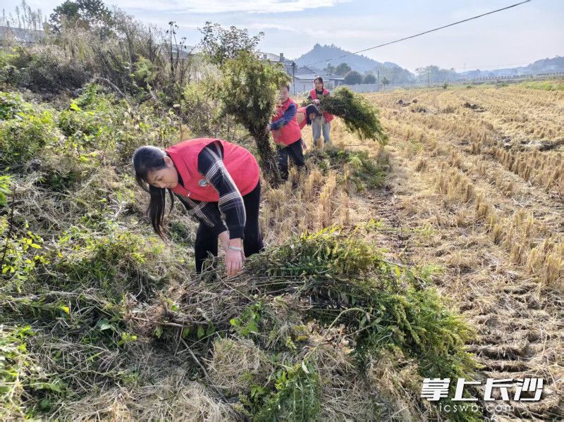 清除“加拿大一枝黄花”。