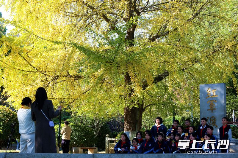 眼下，湖南烈士公园满园金黄色 打卡正当时。均为长沙晚报全媒体记者贺文兵摄