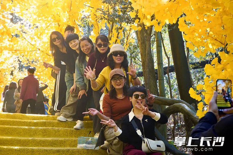 游客在银杏叶下打卡。