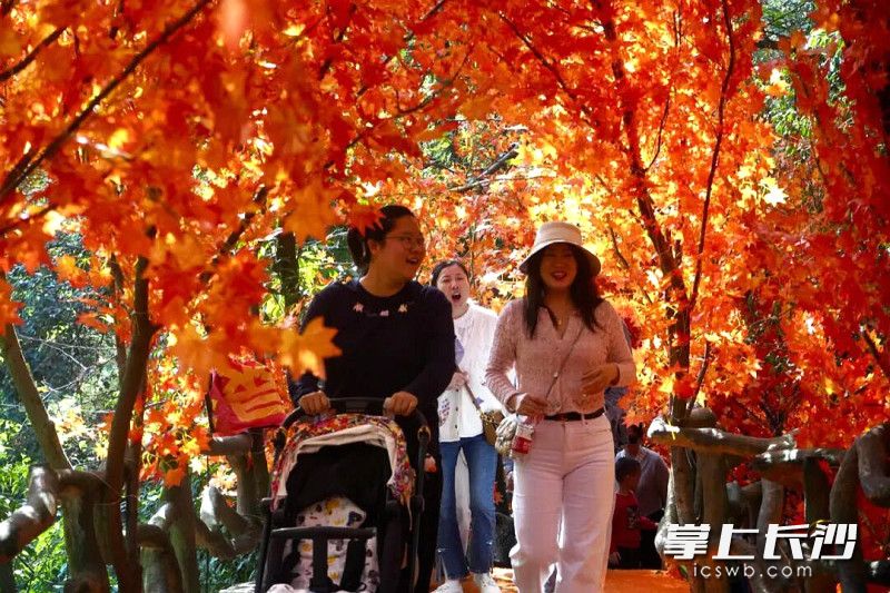 赏景的游客在红叶下走过。均为长沙晚报全媒体记者 贺文兵 摄