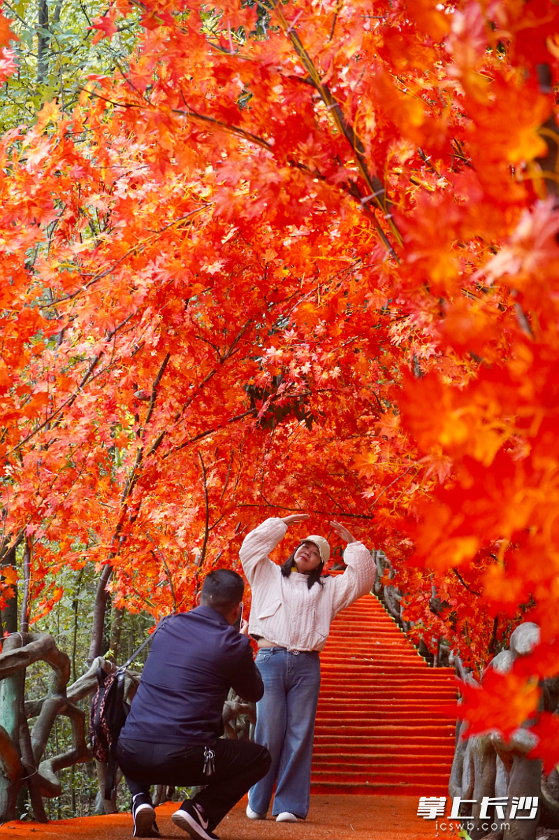 “红枫隧道”里随手一拍都是大片。