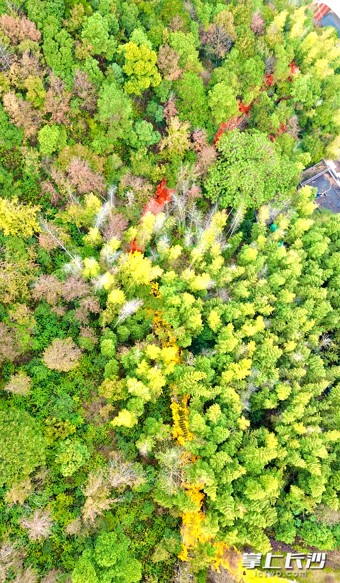 藏在石燕湖景区的“红枫+银杏隧道”。