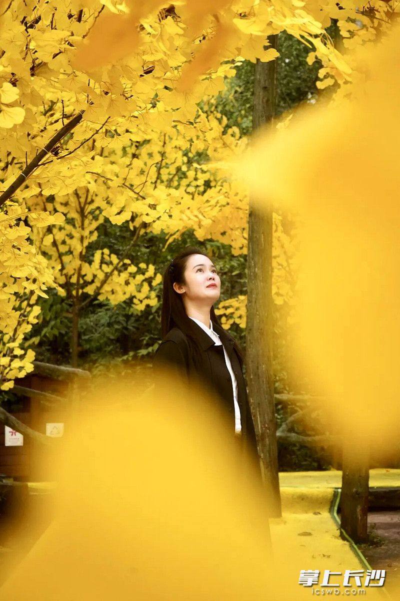 “银杏隧道”一片金光。