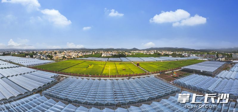 潭头村有一片充满活力的“硒”望田野。