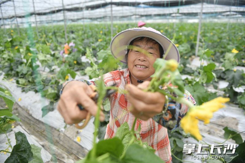 村民在富硒蔬菜大棚劳作。