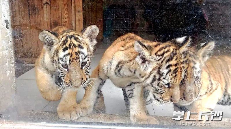 三只小老虎形影不离。