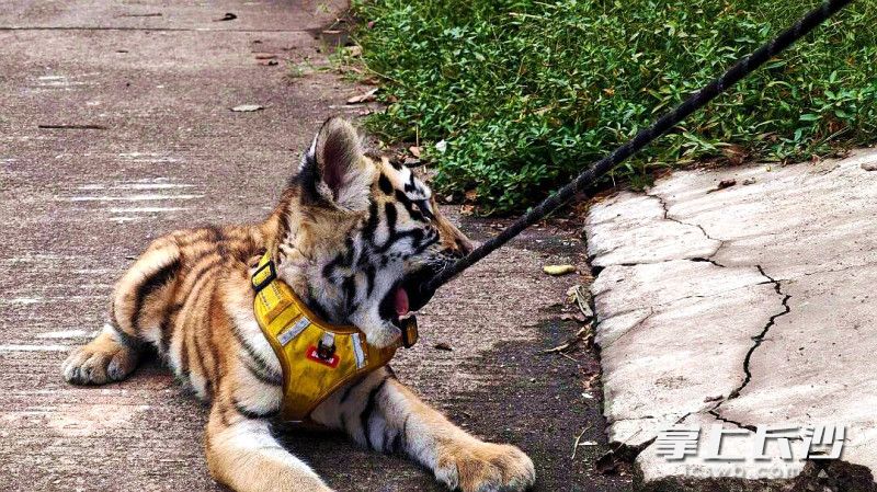 保育员带着小老虎遛弯。