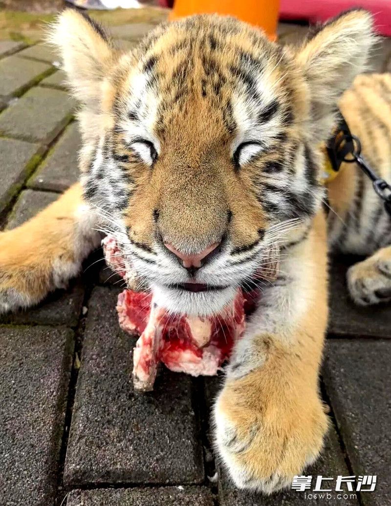 太阳下，小老虎大口吃肉。
