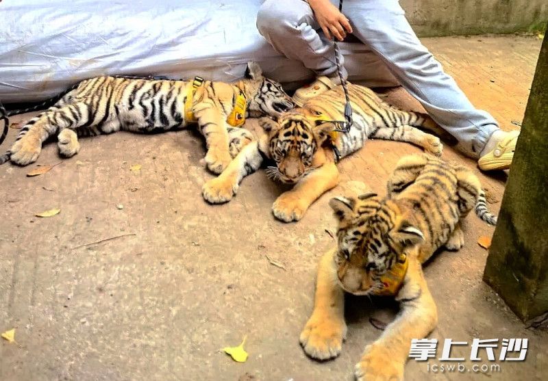 三只小老虎躺在保育员的脚边舒心地晒着太阳。 均为长沙晚报全媒体记者贺文兵摄