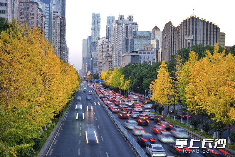 这条“金色大道”成为城市里一道别样的风景线。