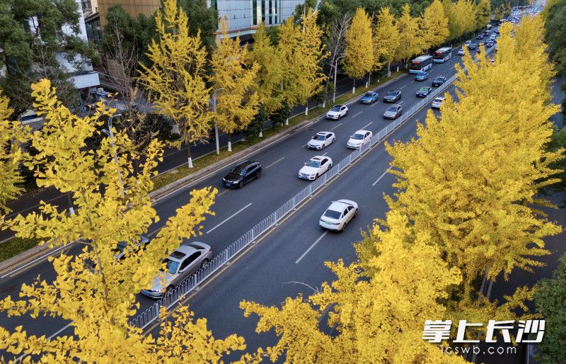 道路两侧的银杏叶片已褪去浅绿，染上层层叠叠的金黄。