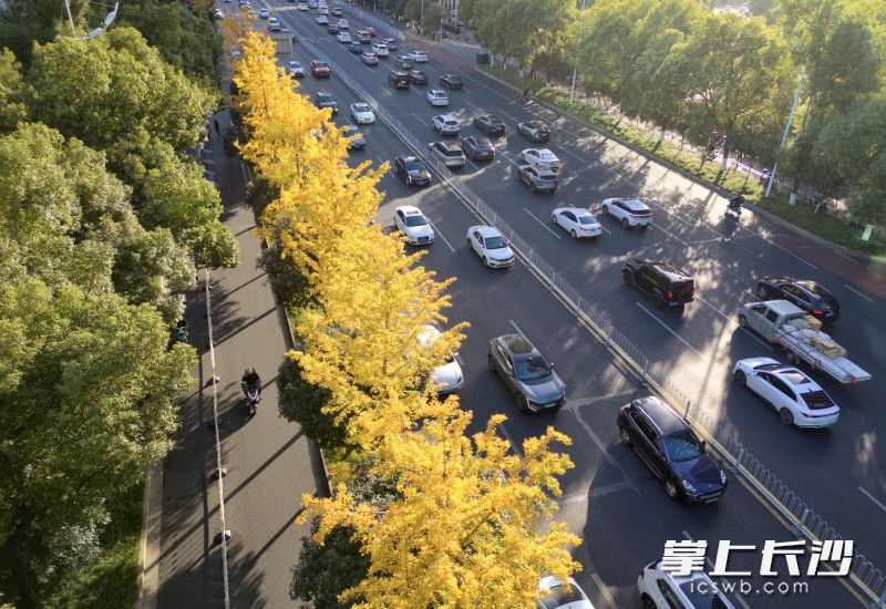 金黄的叶片在阳光照射下熠熠生辉。