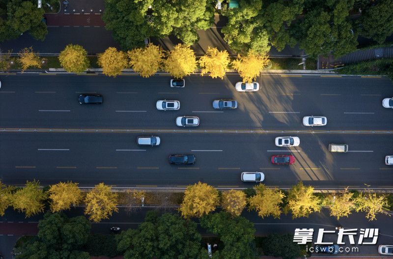 亮眼的金黄装点了街道。