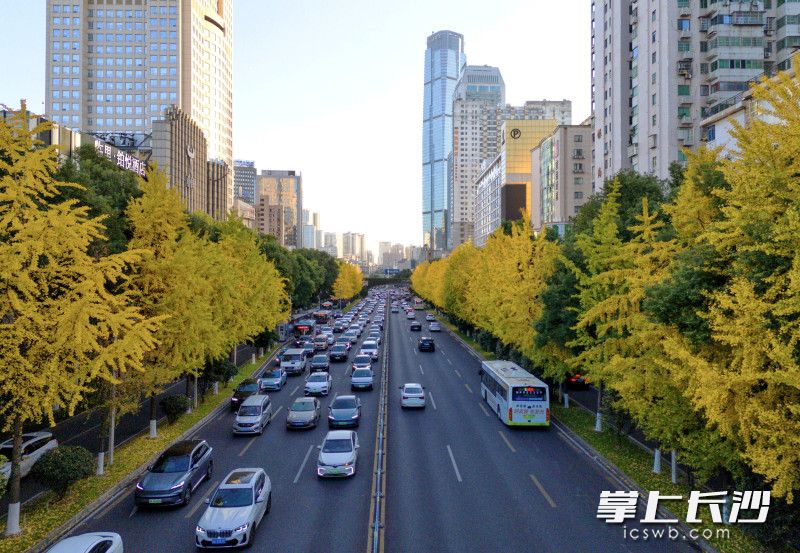11月25日，长沙芙蓉路迎来年度“金色限定”景观，沿线银杏树叶片逐渐泛黄，进入最佳观赏期。 均为长沙晚报全媒体记者郭雨滴摄