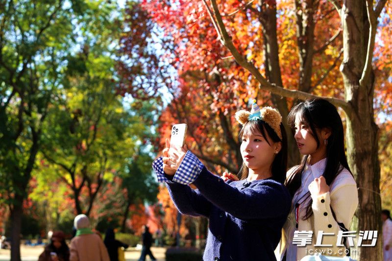 枫叶红了，湖南农大红枫大道成网红打卡地。 均为长沙晚报全媒体记者贺文兵摄